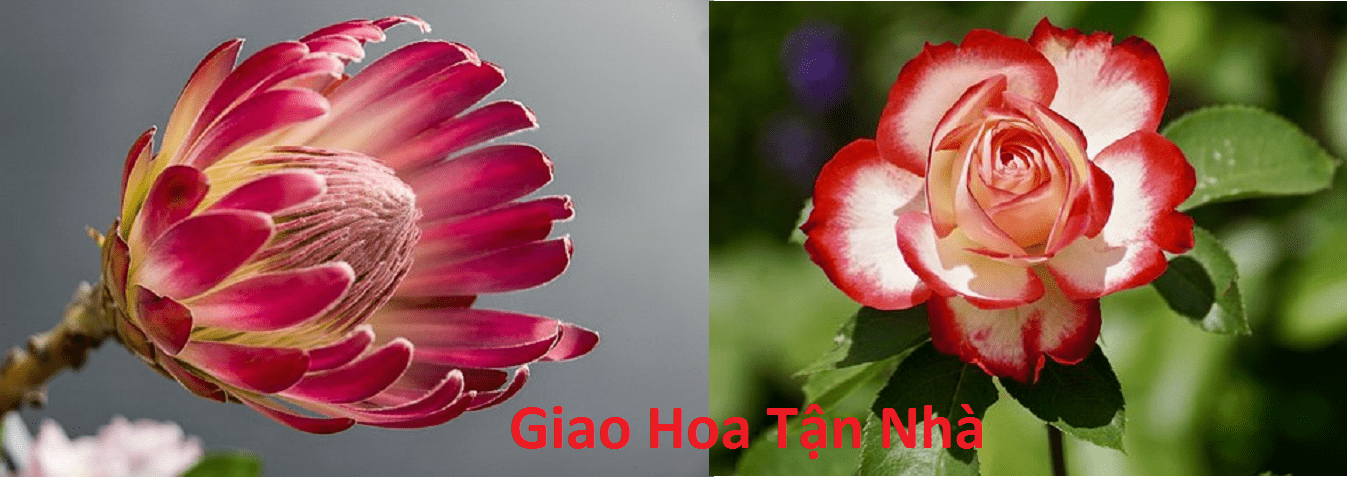 Banner quảng cáo 18